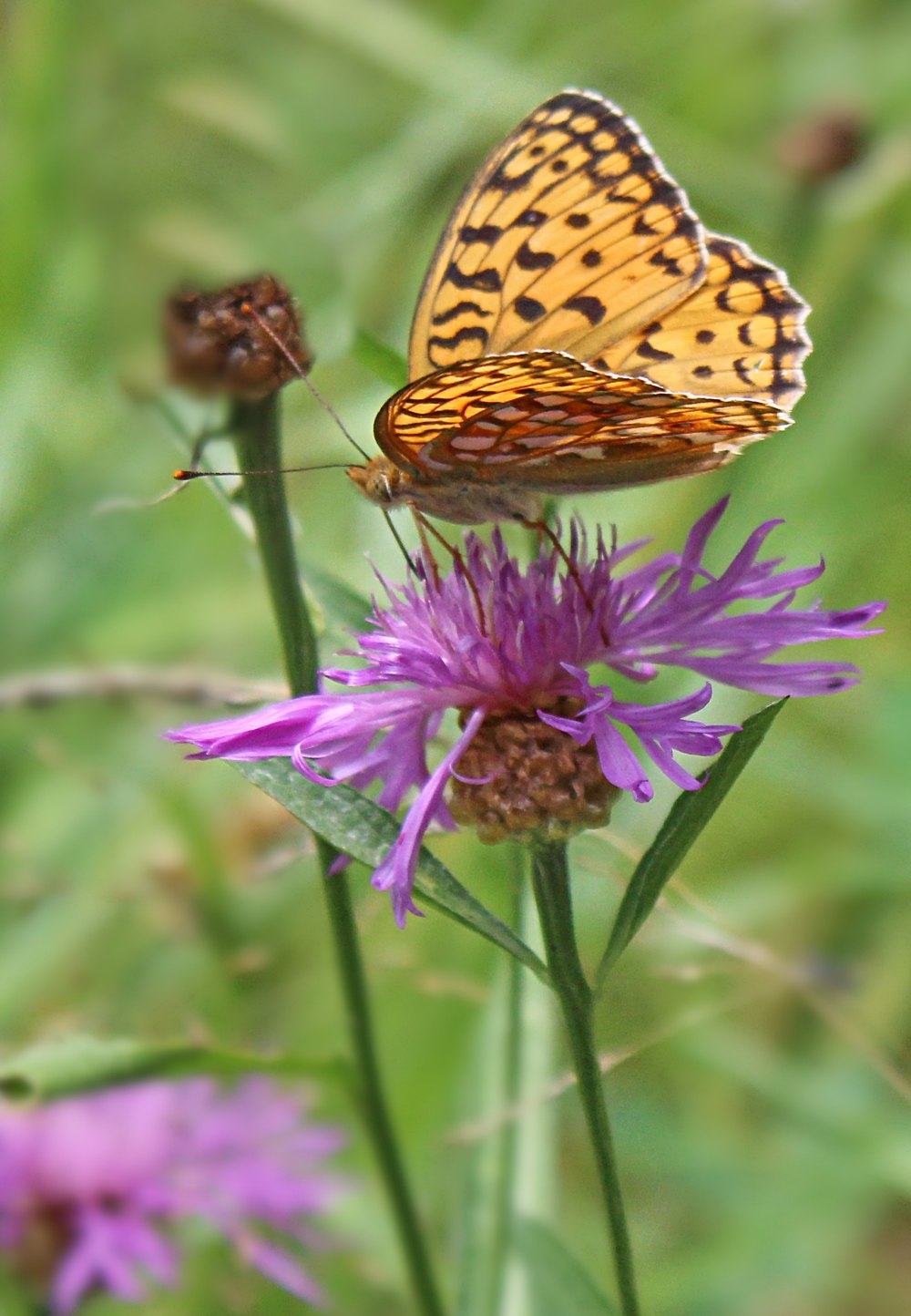 Перламутровка Диана