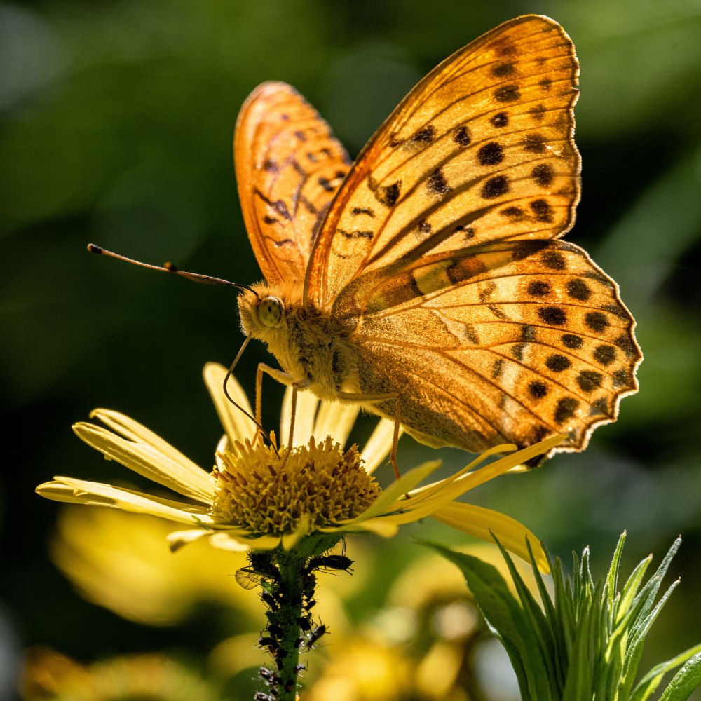Растение бабочка