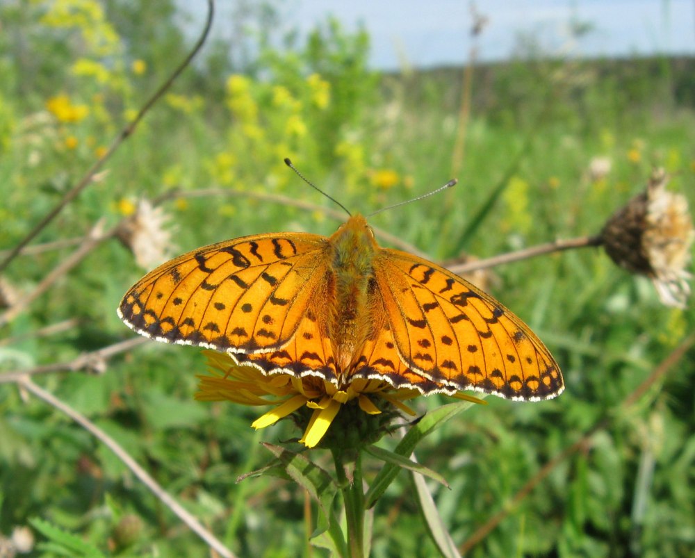 Бабочка Нимфалида Перламутровка