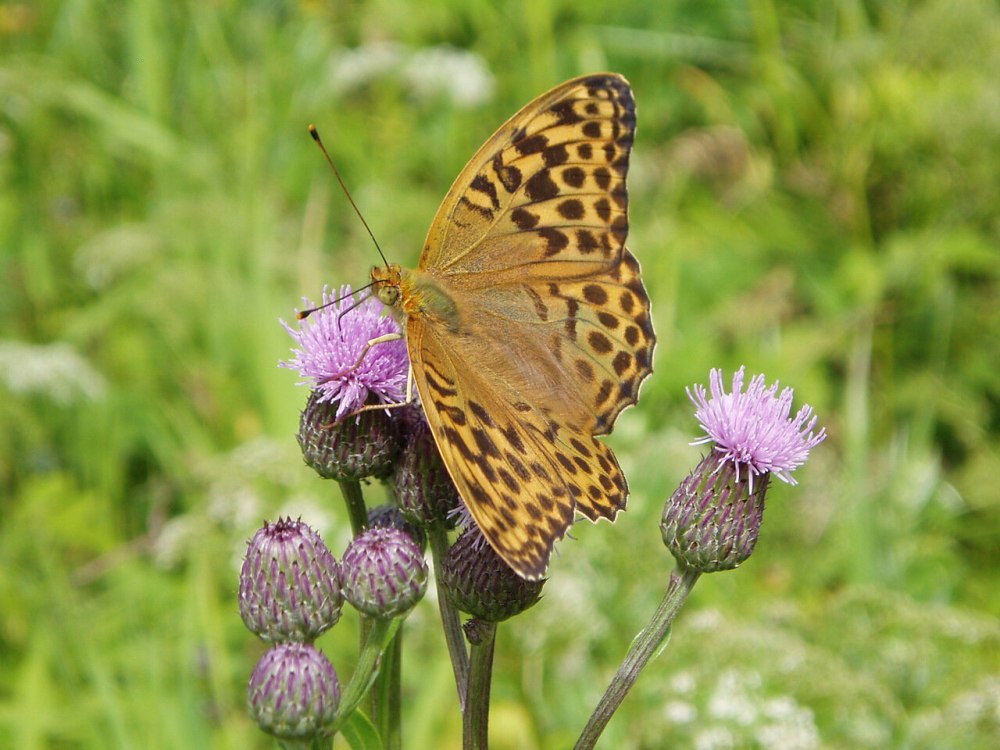 Махаон Перламутровка