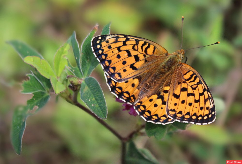 Оранжевая бабочка в России