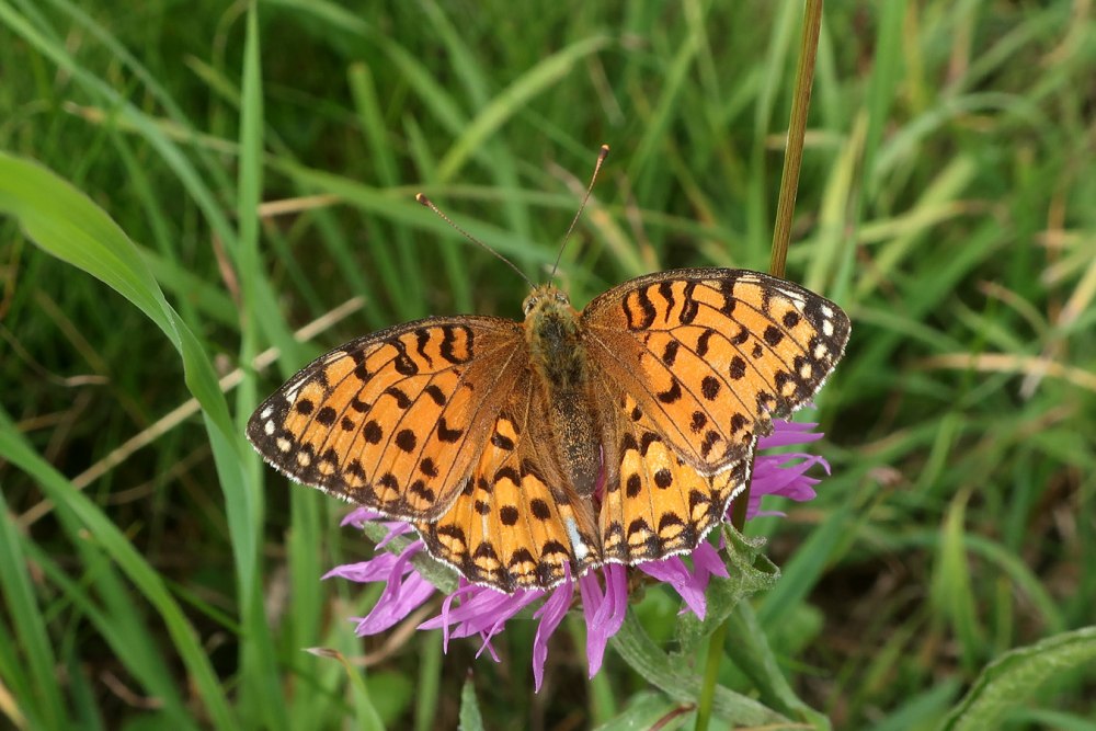 Бабочка Перламутровка