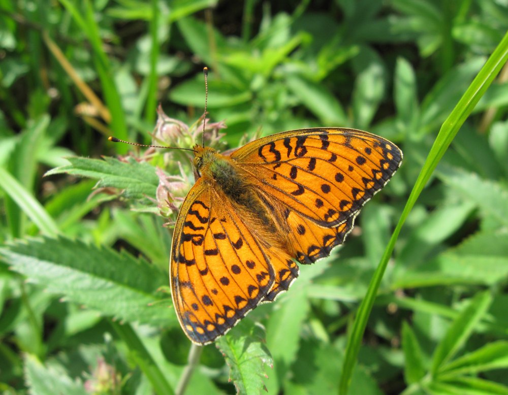 Бабочка Перламутровка Аглая