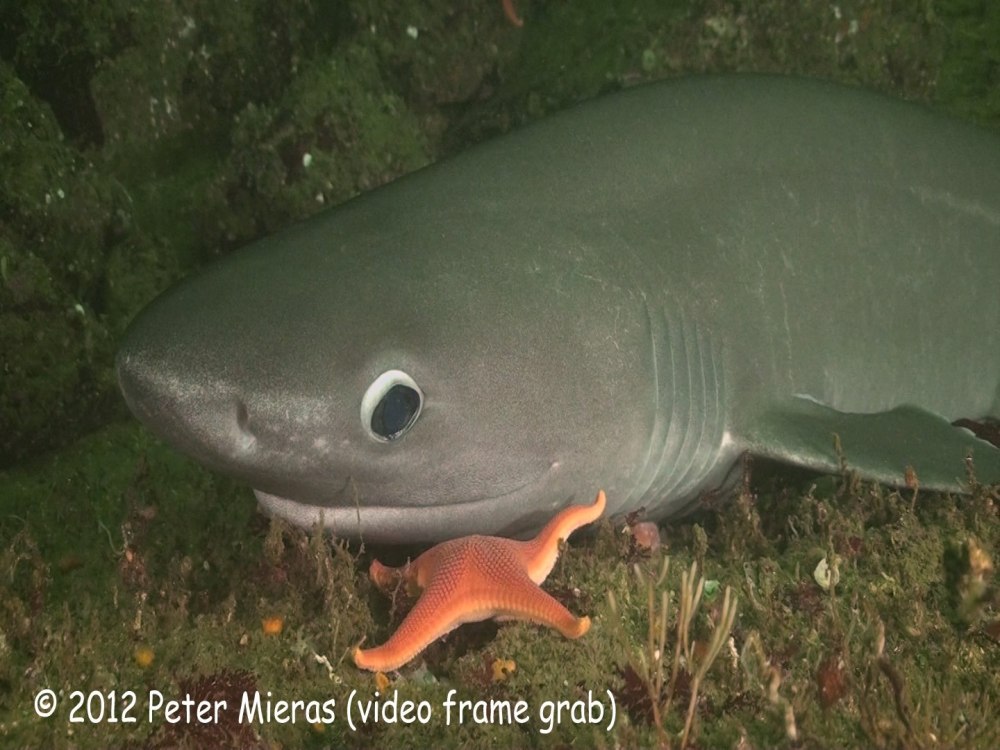Hexanchus griseus