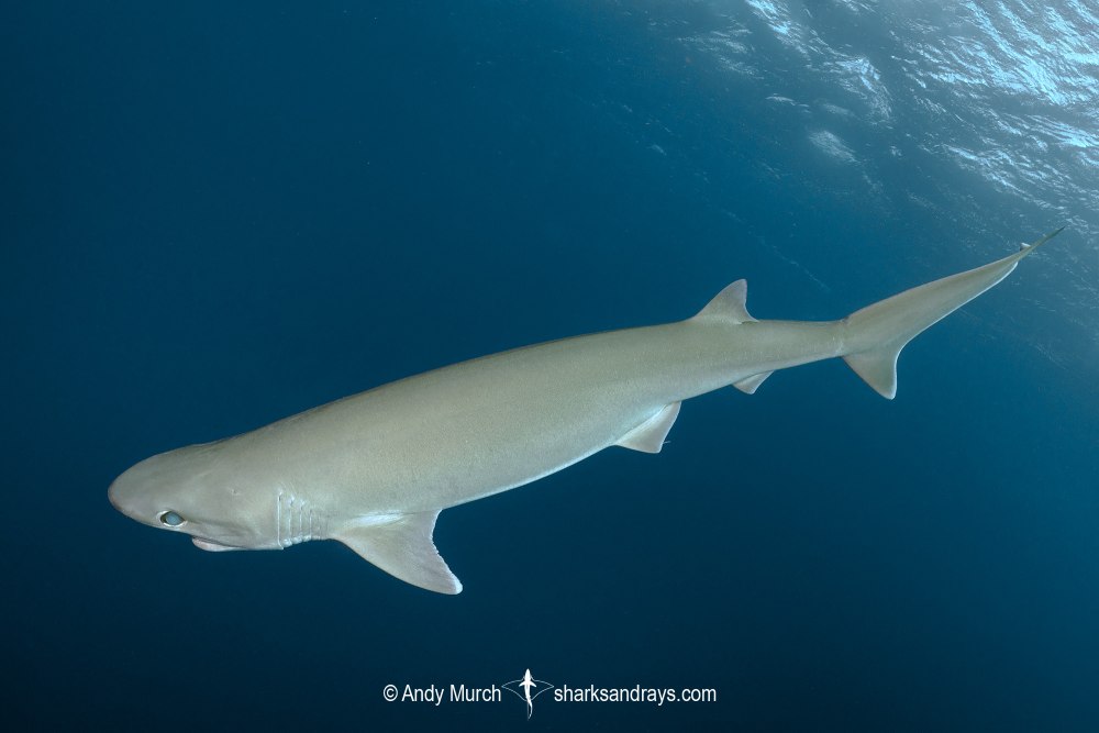 Sixgill Shark