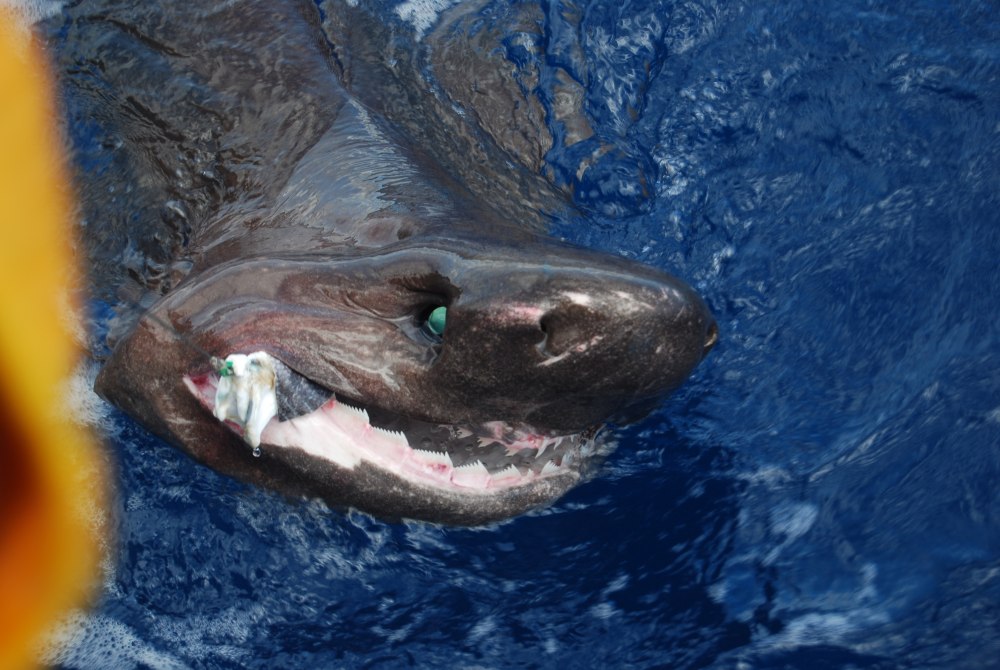 Sixgill Shark