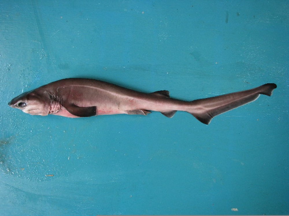 Hexanchus griseus