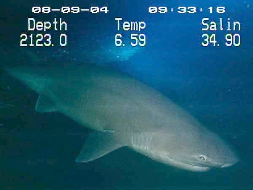 6-Gill Shark