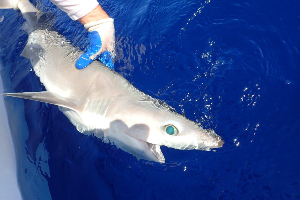 Sixgill Shark