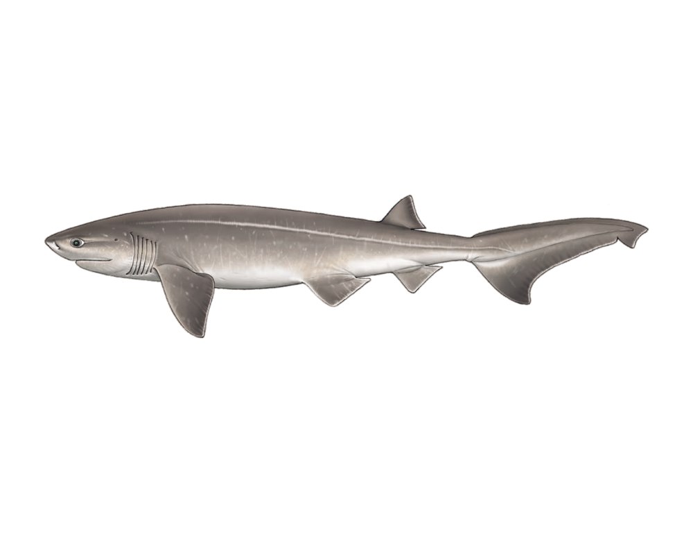 Hexanchus griseus