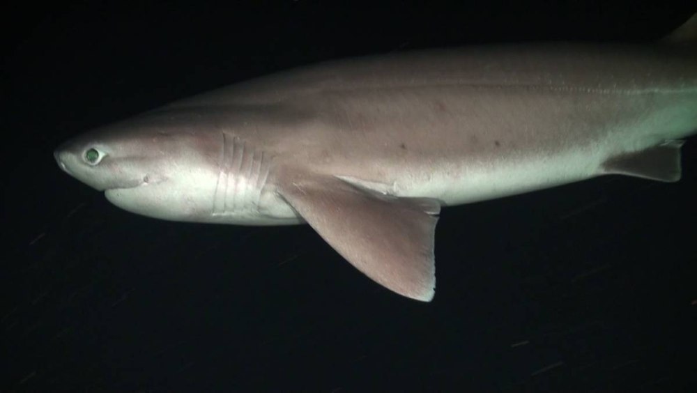 Hexanchus griseus