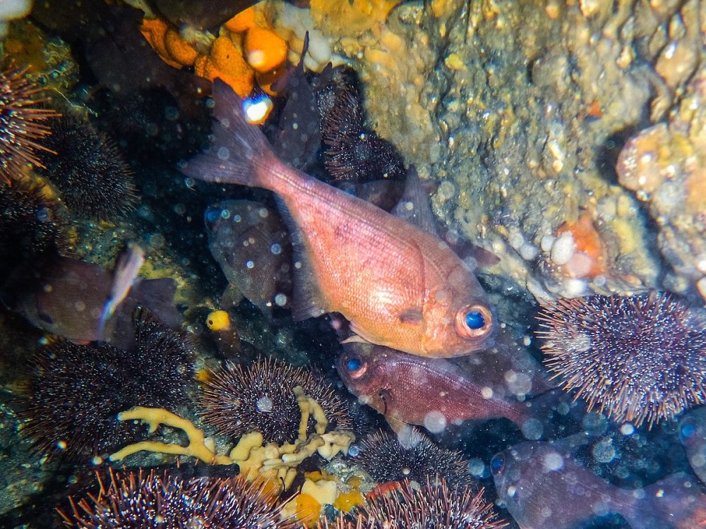 Pempheris vanicolensis