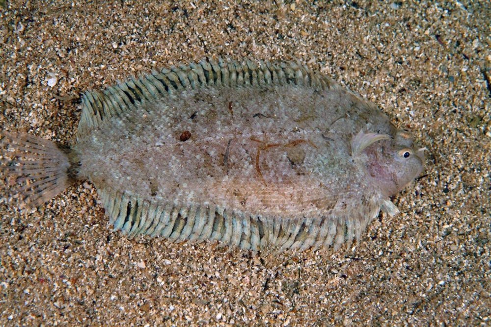 Рыбы Адриатического моря