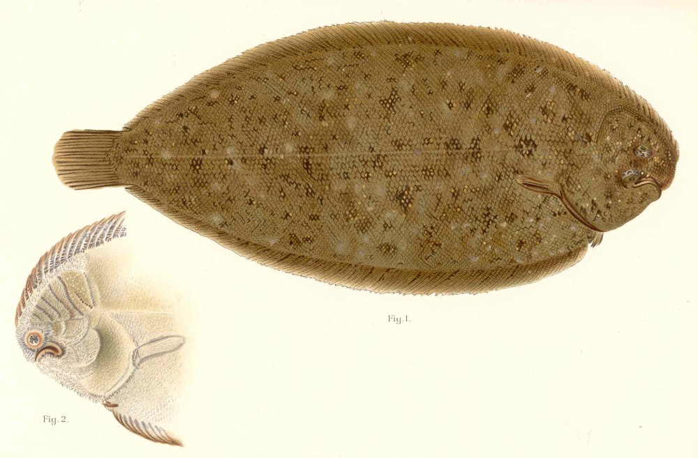 Solea vulgaris