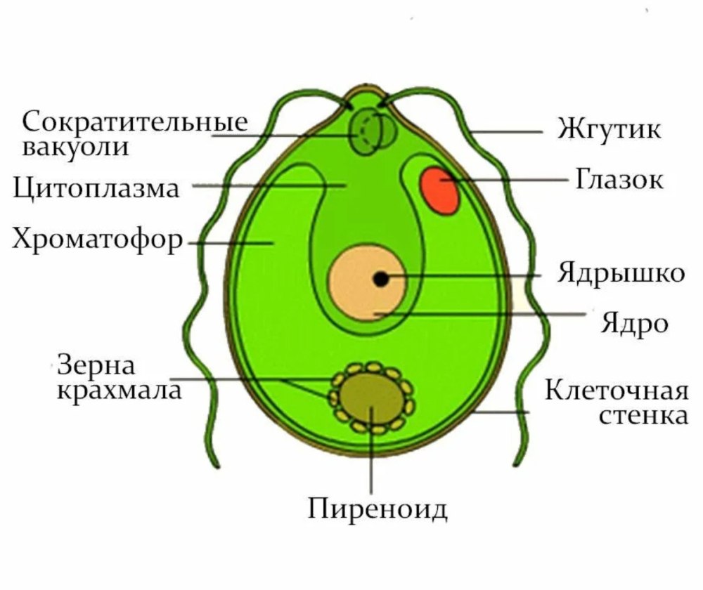 Одноклеточная водоросль хламидомонада