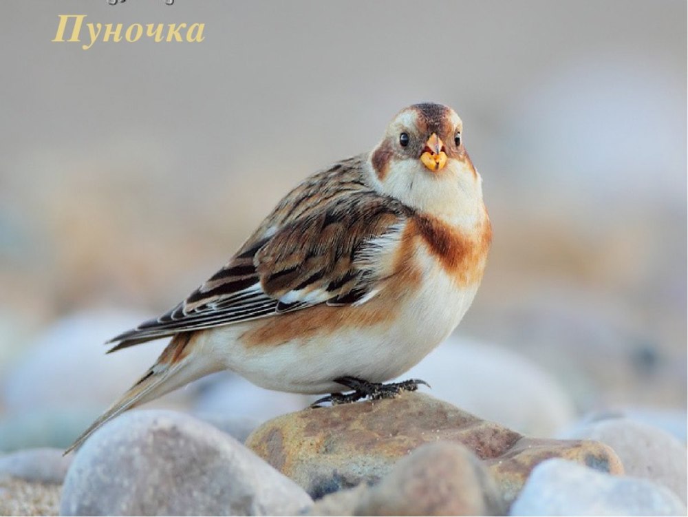 Пуночка птица Сибирь