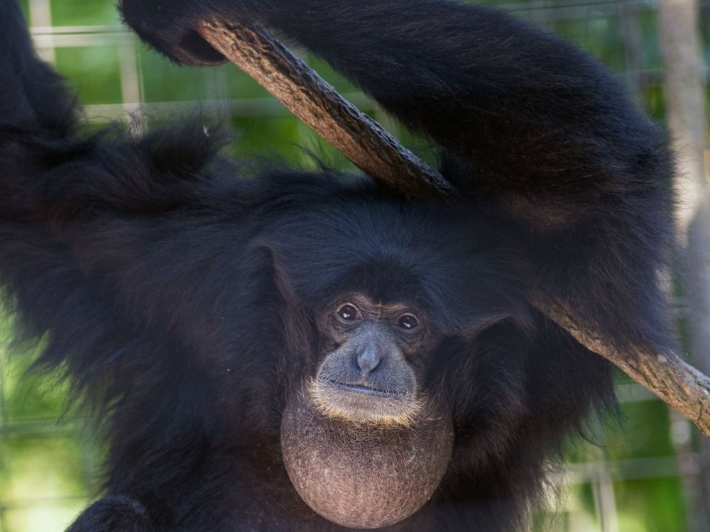 International Gibbon Day