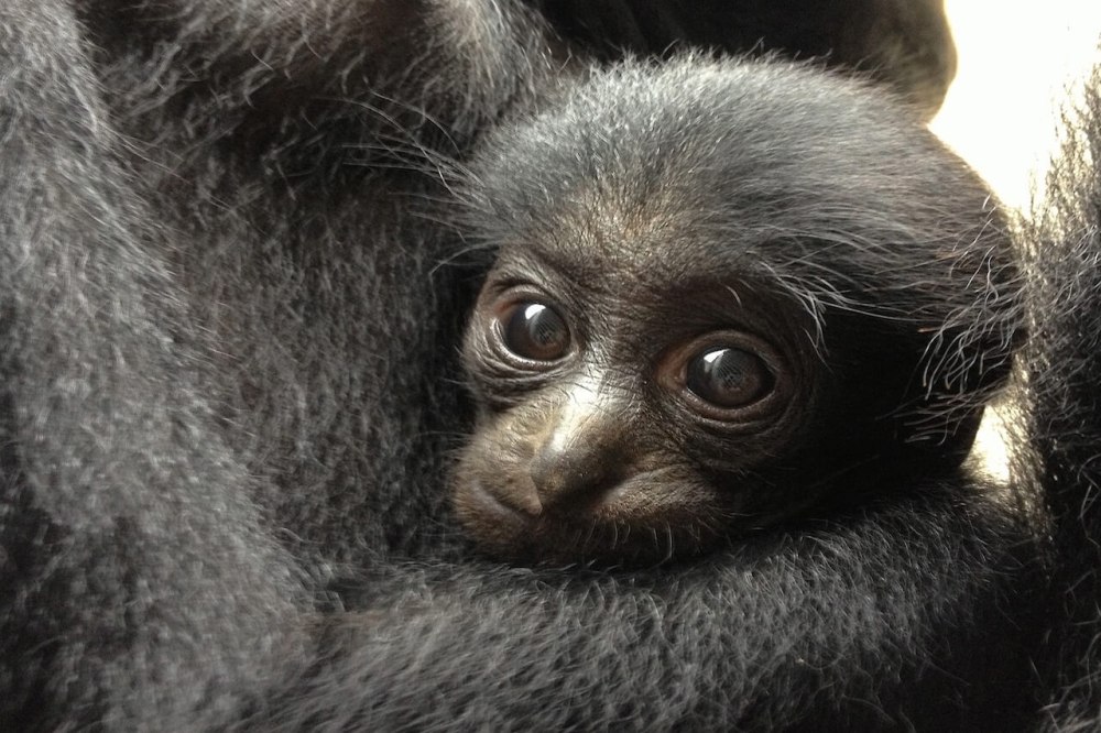 Siamang Baby
