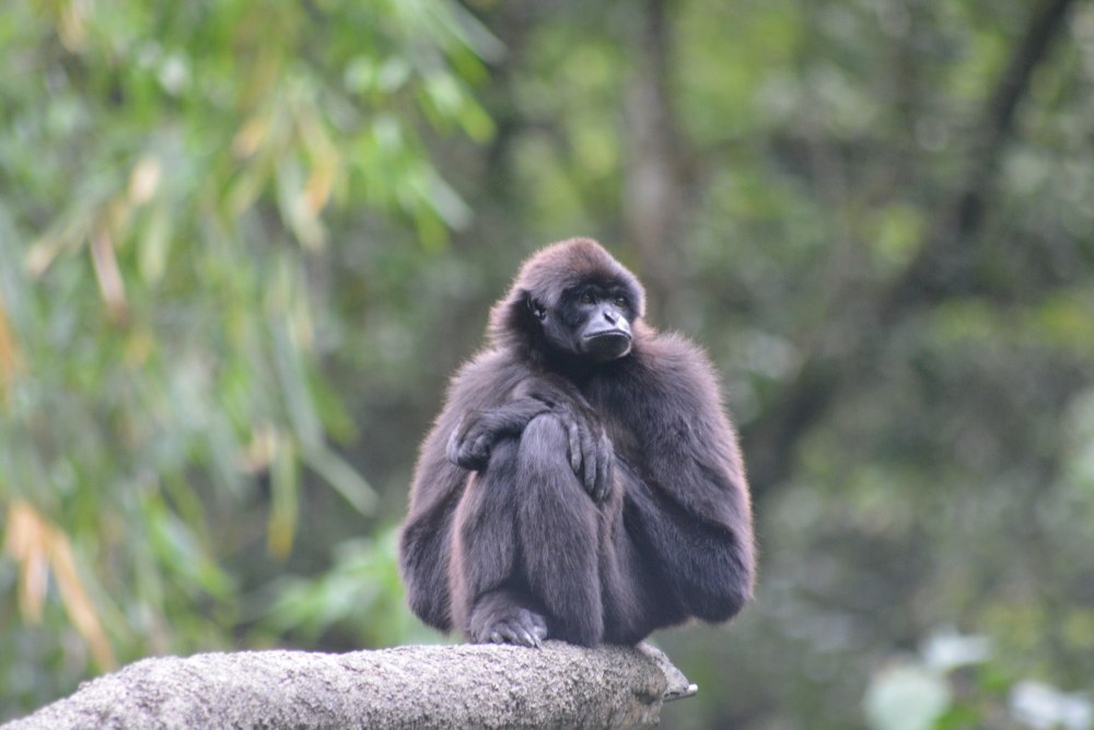 Hylobates klossii