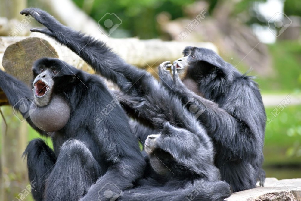 Screaming Gibbon