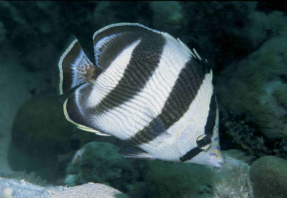 Chaetodon capistratus