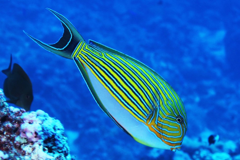 Хирург полосатый Acanthurus lineatus