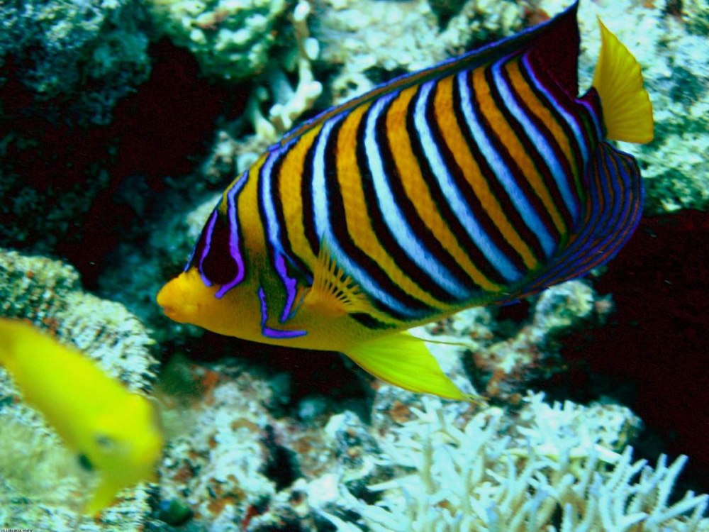 Pomacanthus Imperator
