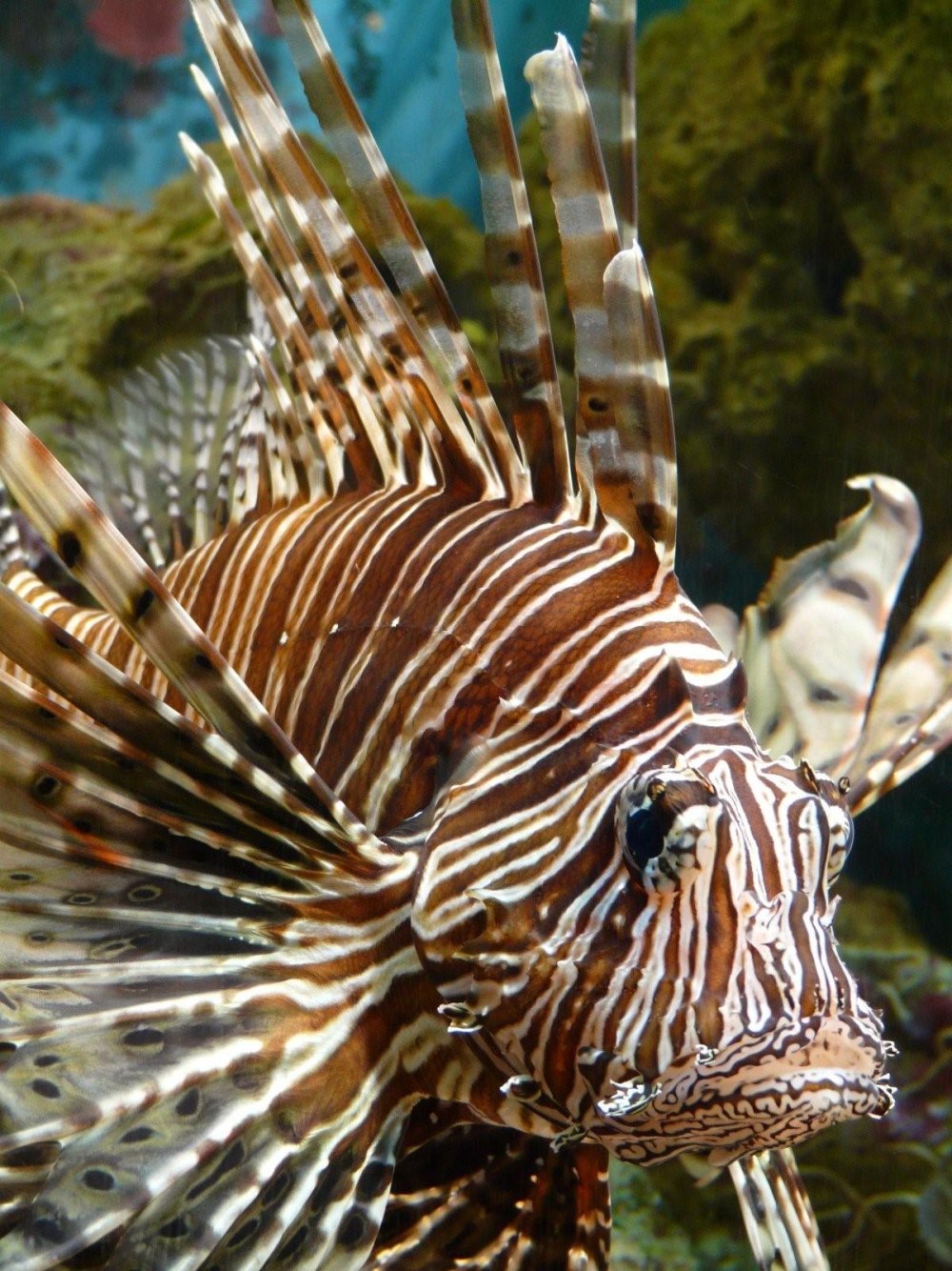 Крылатка-Зебра чернополосая (дьявол) (Pterois volitans)
