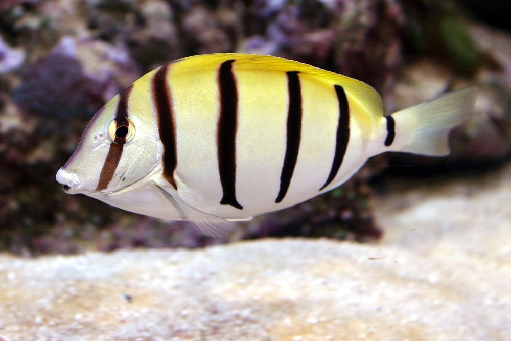 Хирург полосатик. Acanthurus triostegus