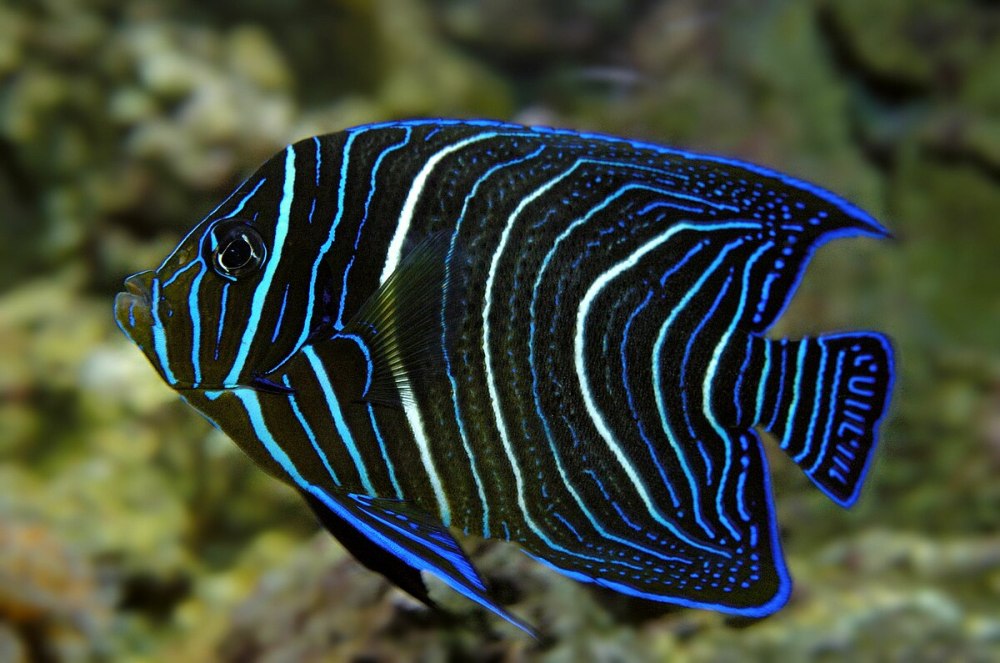 Pomacanthus xanthometopon