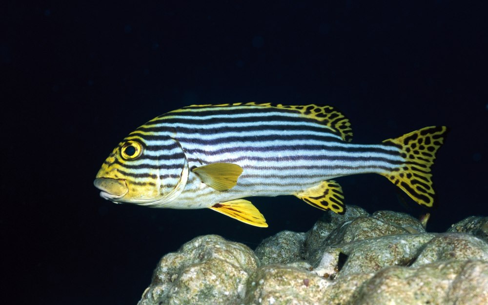 Сладкогуб Восточный Plectorhinchus vittatus
