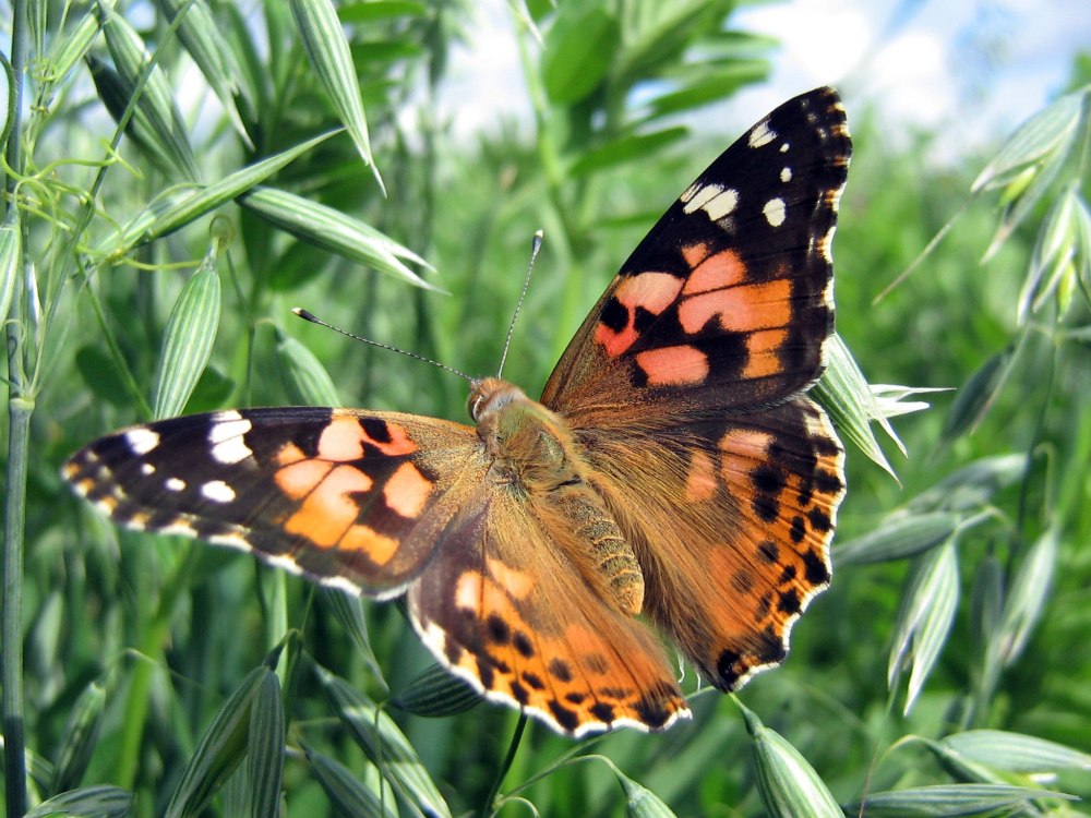 Репейница Vanessa cardui
