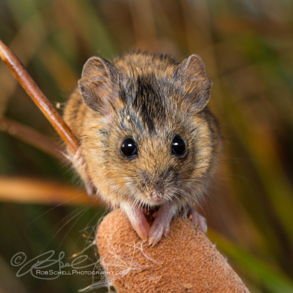 Семейство хомяковые (Cricetidae)