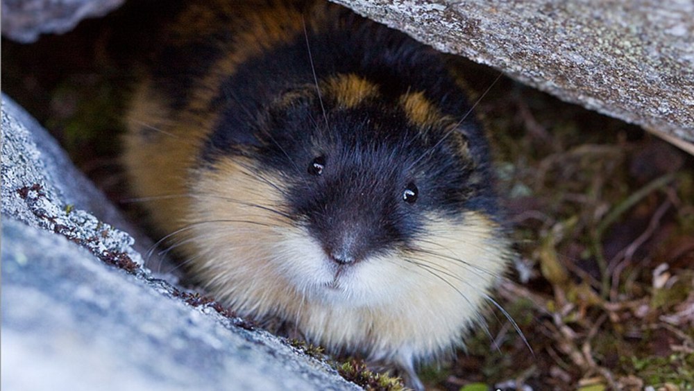 Амурский лемминг