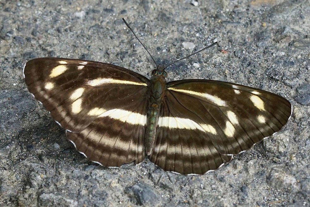 Дневная бабочка пеструшка