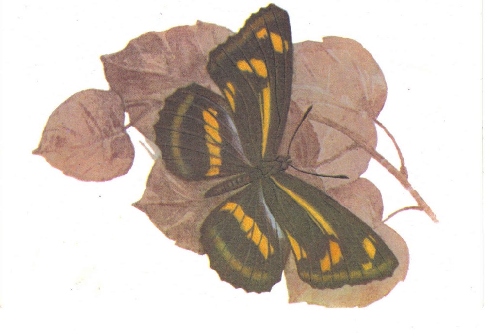 Пеструшка Тисба