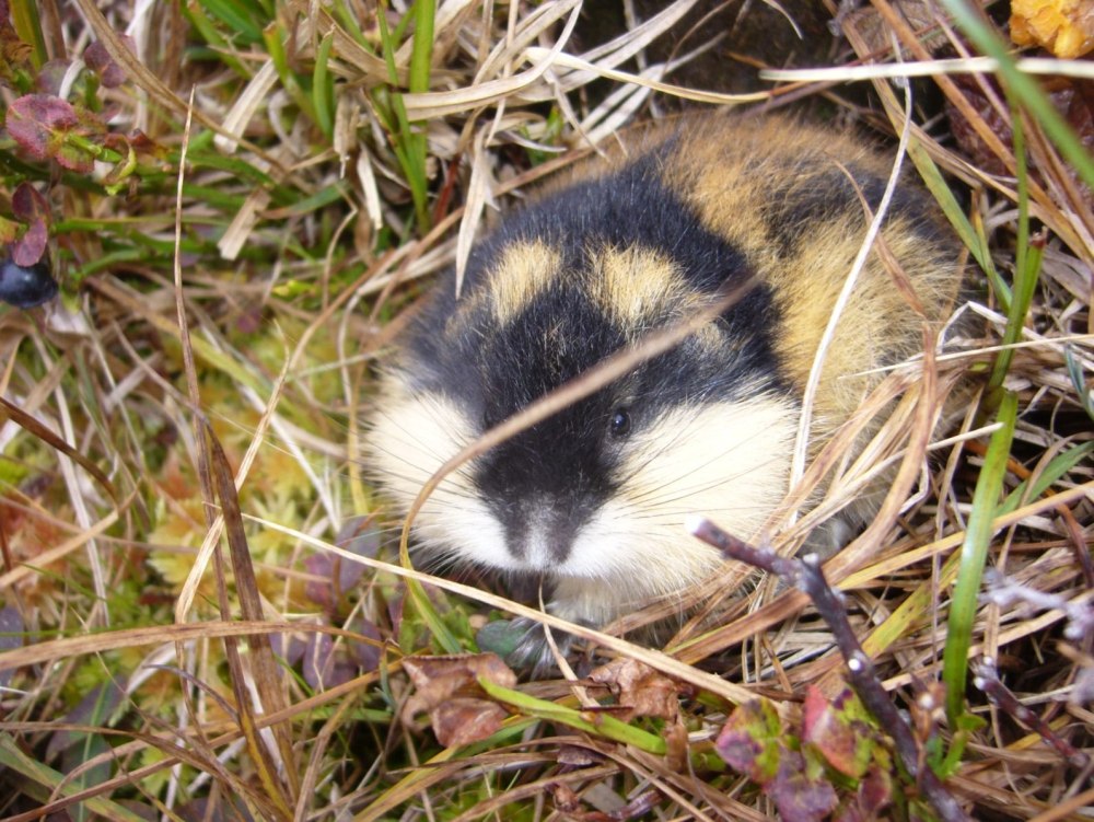 Пеструшка лемминг