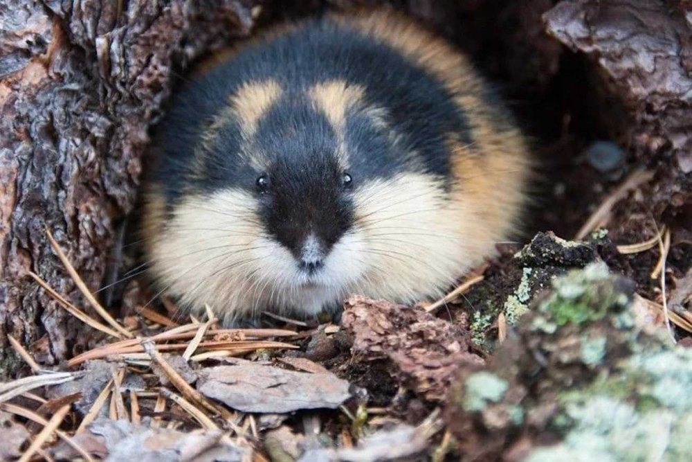 Камчатский лемминг