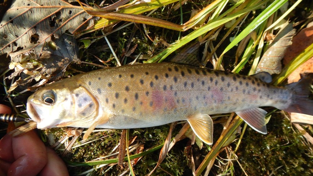 Пеструшка рыба Приморский край