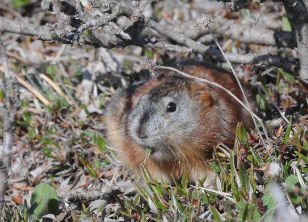 Желтобрюхий лемминг
