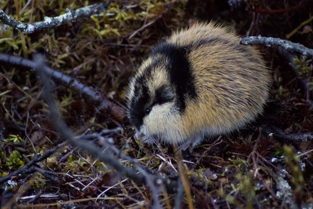 Амурский лемминг
