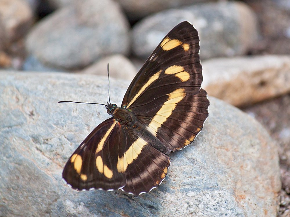 Пеструшка таволговая