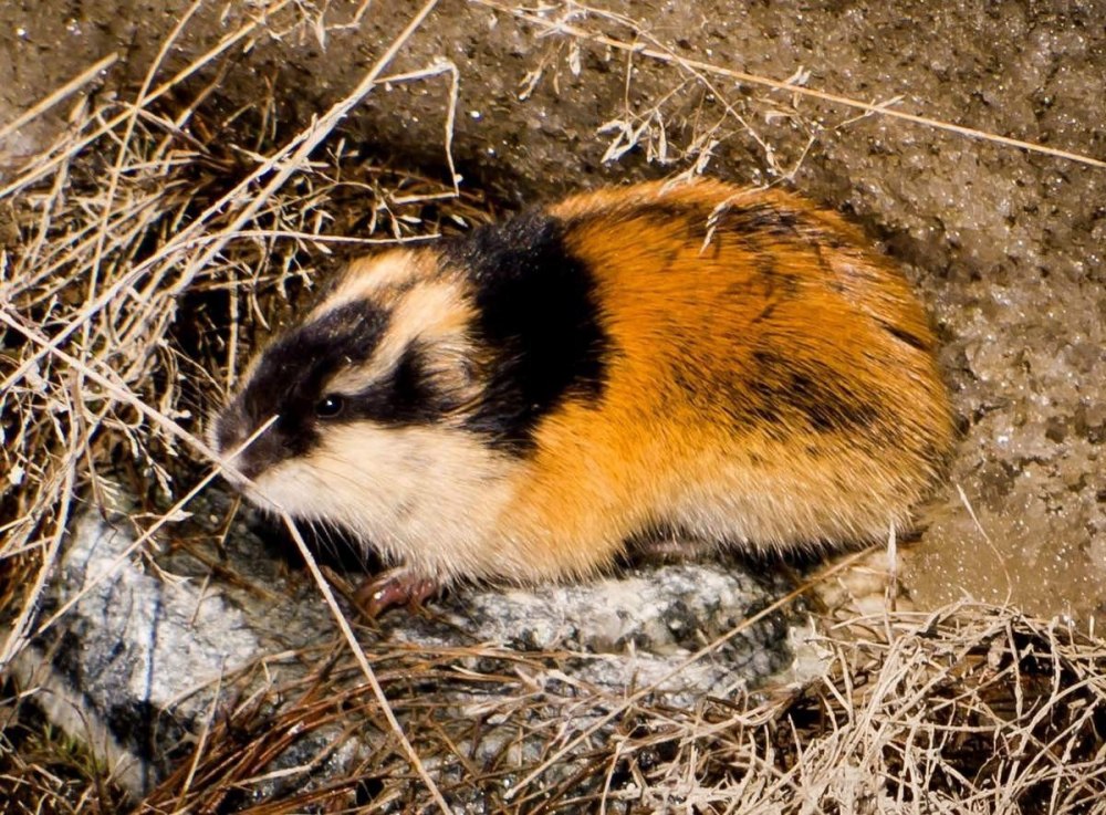 Амурский лемминг