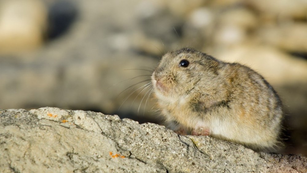 Сибирский лемминг Lemmus sibiricus