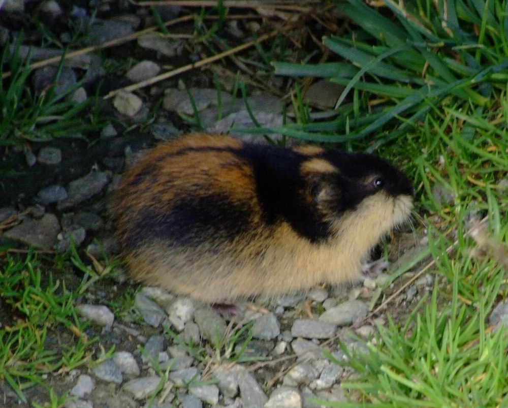 Норвежский лемминг