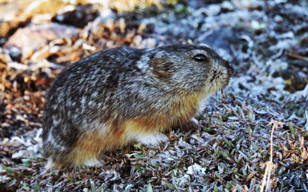 Копытный лемминг