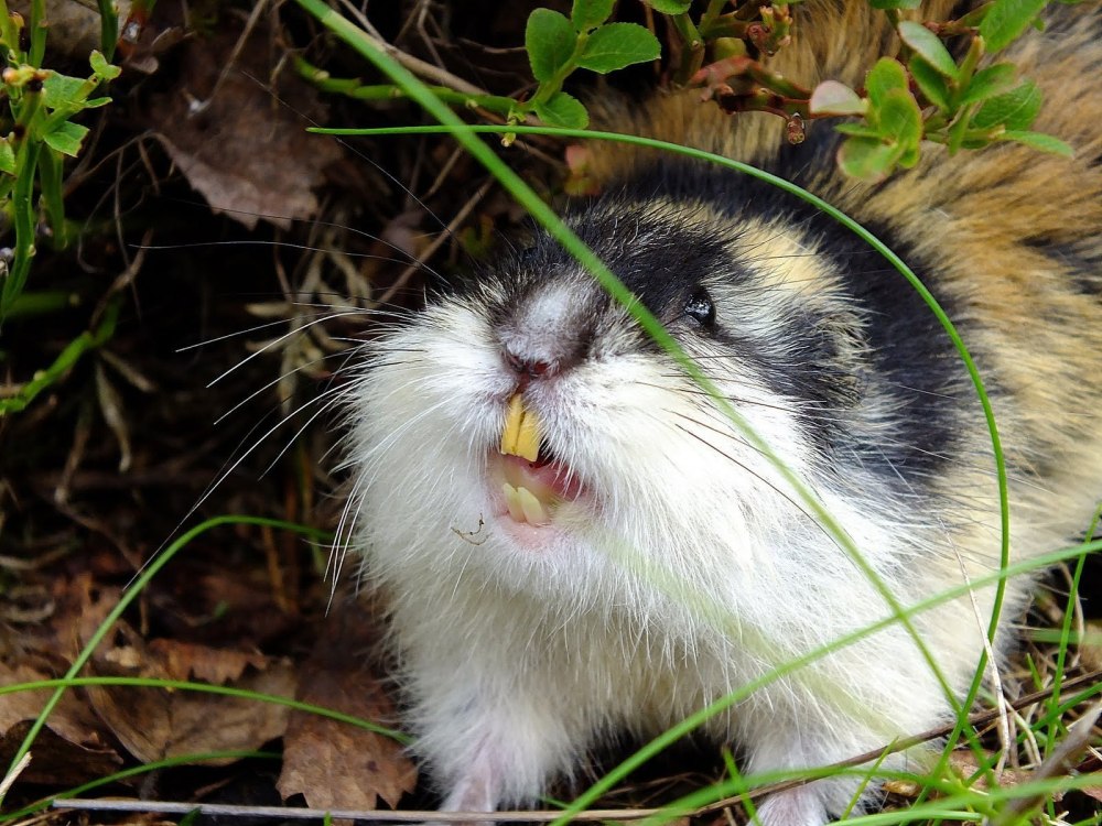 Сибирский лемминг