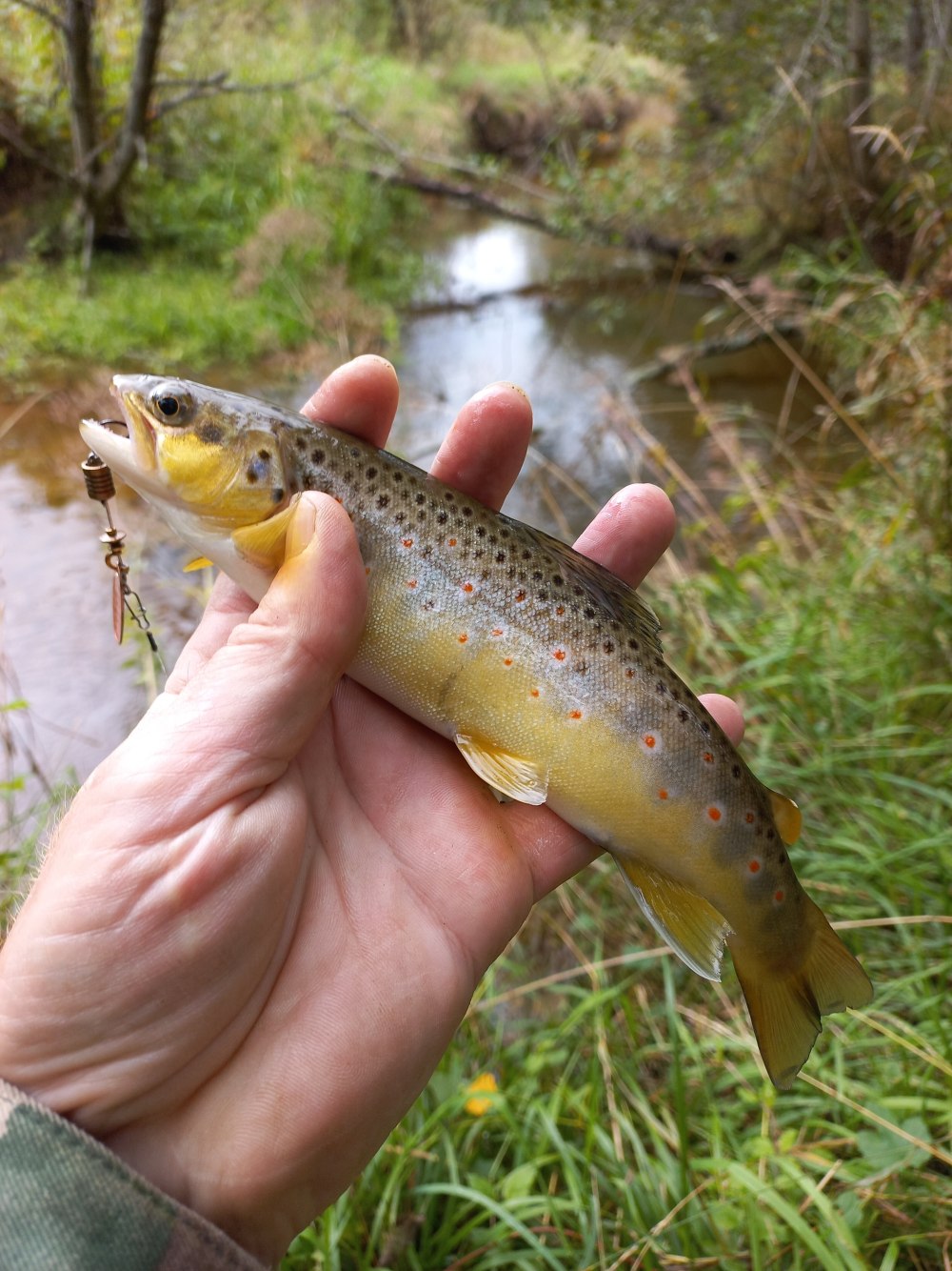 Пеструшка рыба Приморский