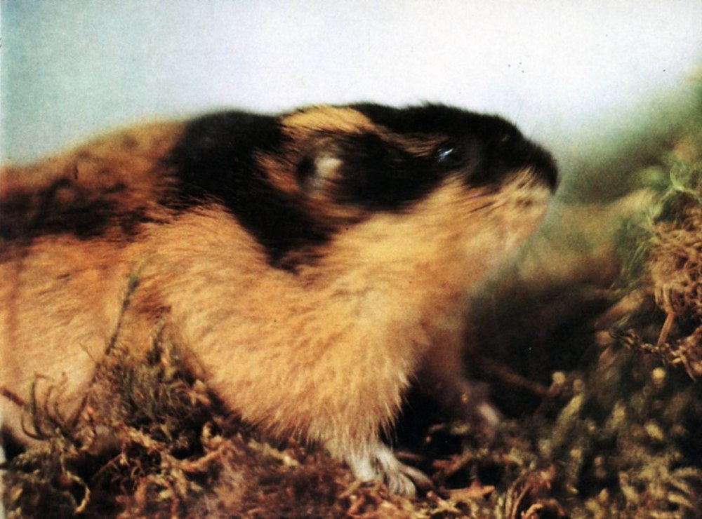 Лемминги на Кольском полуострове