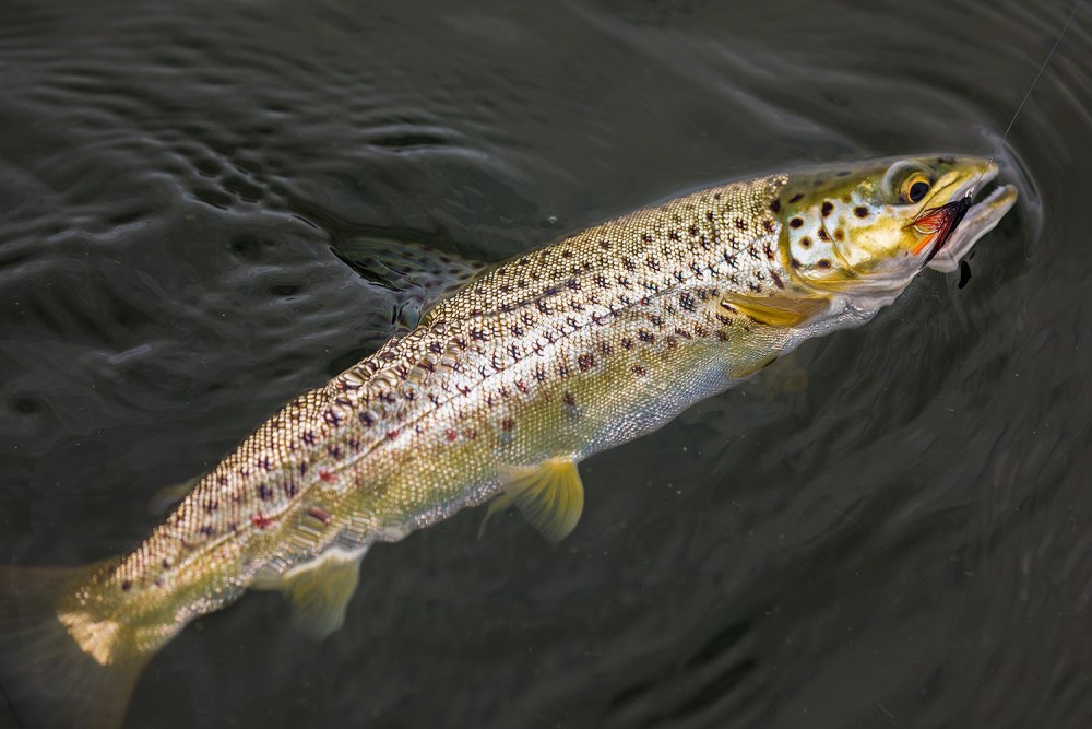 Кумжа ручьевая форель